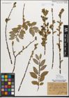 Foto von Salix myrsinifolia Salisb.